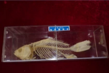 魚骨骼標本