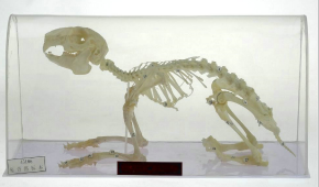 兔骨骼標本