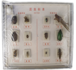 昆蟲標本